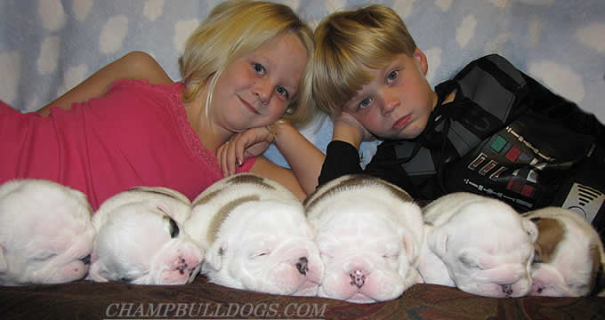 English bulldog puppies